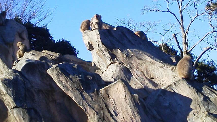 上野動物園猿.jpg