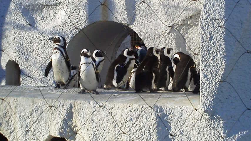 上野動物園ペンギン.jpg