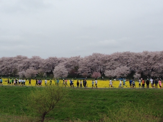 幸手の桜と菜の花.JPG