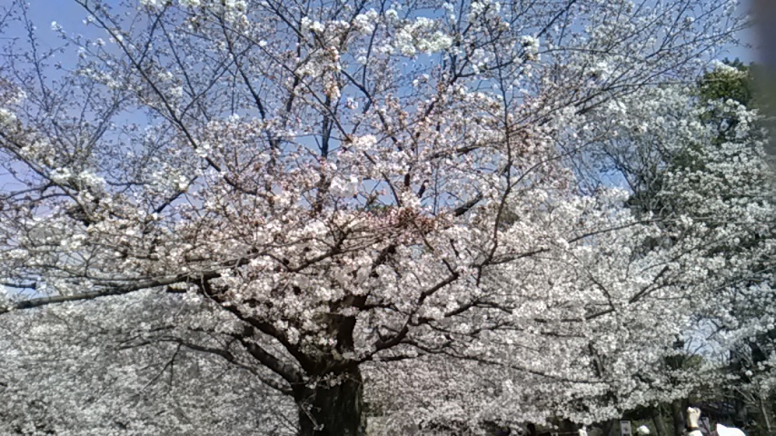 桜洗足池公園.jpg
